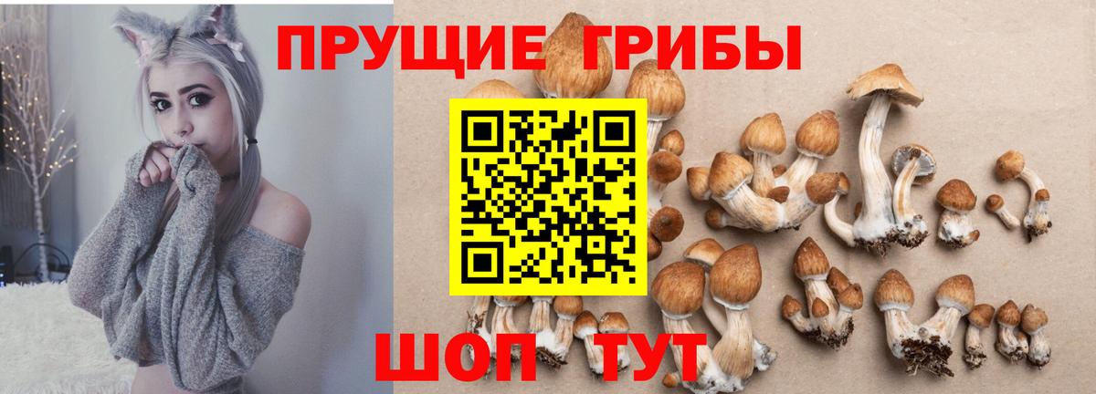 Псилоцибиновые грибы Psilocybine cubensis  закладки  Вольск  Вход с VPN 